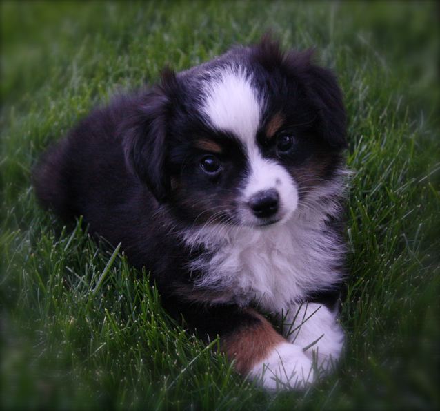 mini aussie puppies